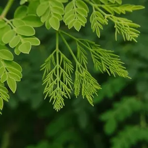 Daun Kelor
