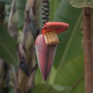 Jantung Pisang