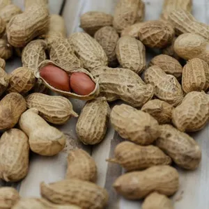 Kacang Tanah 1