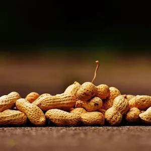Kacang Tanah 2
