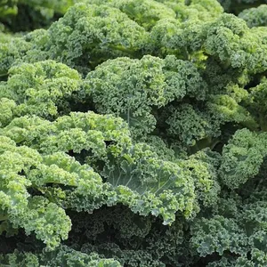 Kale Fresh