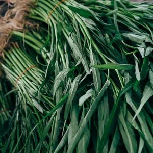 Kangkung