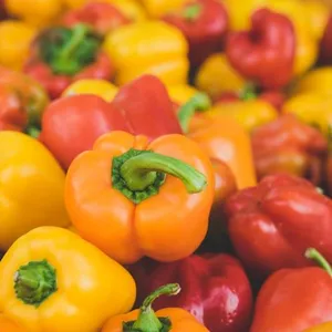Paprika Hijau