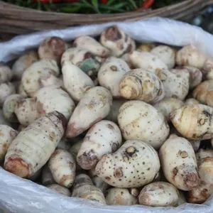 Talas Bogor