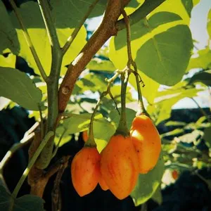 Terung Belanda